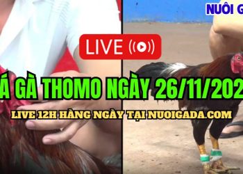 Đá gà Campuchia live CPC3 cực kỳ hấp dẫn 26/11/2024