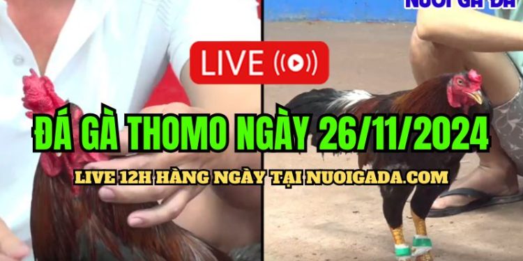 Đá gà Campuchia live CPC3 cực kỳ hấp dẫn 26/11/2024