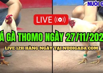 Đá gà Campuchia trực tiếp CPC3 HD ngày 27/11/2024