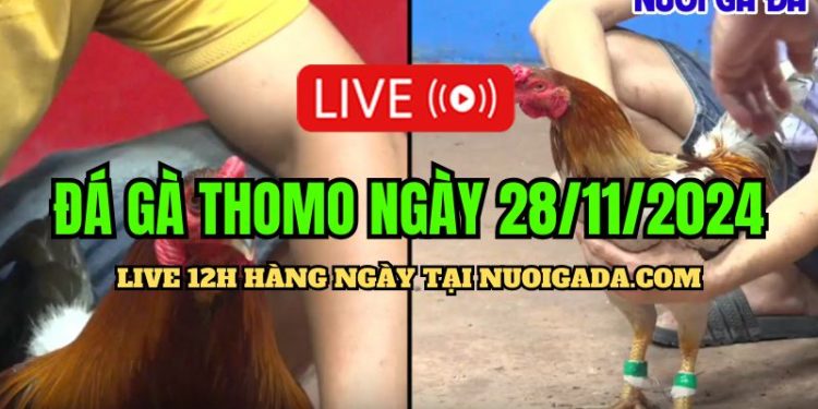 Xem đá gà Campuchia hôm nay CPC3 cực chất 28/11/2024