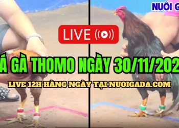 Trực tiếp đá gà Campuchia hôm nay CPC3 HD 30/11/2024