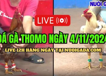 Đá gà Campuchia trực tiếp CPC3 cực hay ngày 04/11/2024