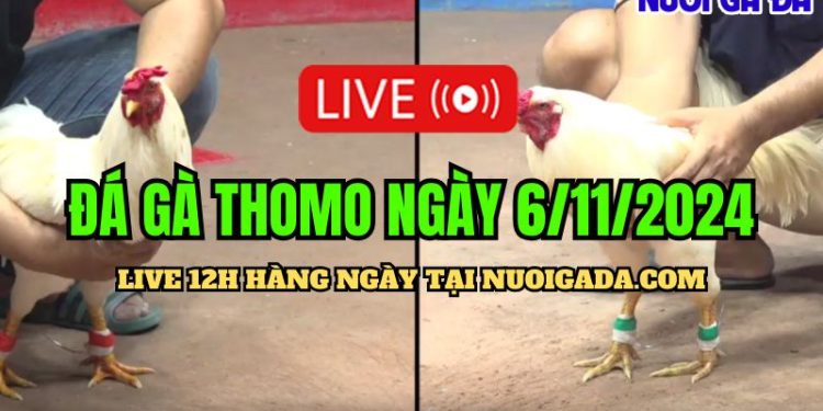 Trực tiếp đá gà Campuchia hôm nay CPC3 HD 06/11/2024