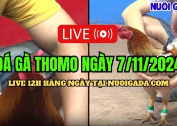 Đá gà Campuchia CPC3 cực kỳ kịch tính hôm nay 07/11/2024