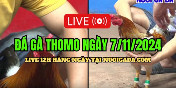 Đá gà Campuchia CPC3 cực kỳ kịch tính hôm nay 07/11/2024