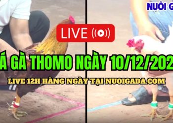 Đá gà trực tiếp Thomo cựa sắt C3 cực HOT 10/12/2024