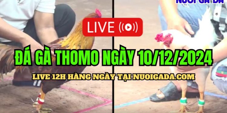 Đá gà trực tiếp Thomo cựa sắt C3 cực HOT 10/12/2024