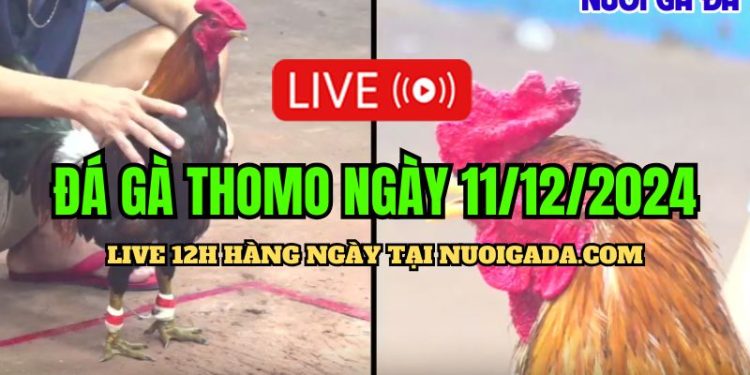 Live đá gà Campuchia CPC3 hôm nay đầy đủ 11/12/2024