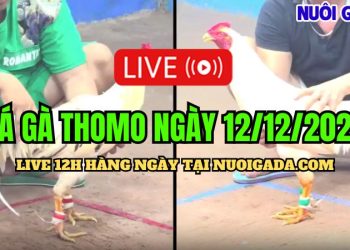 Đá gà Thomo cựa sắt C3 hấp dẫn nhất hôm nay 12/12/2024