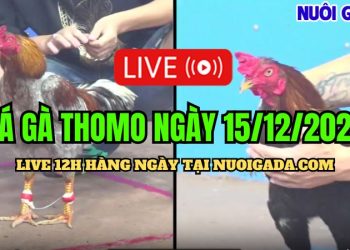 Live đá gà Thomo CPC3 đầy đủ và mới nhất 15/12/2024