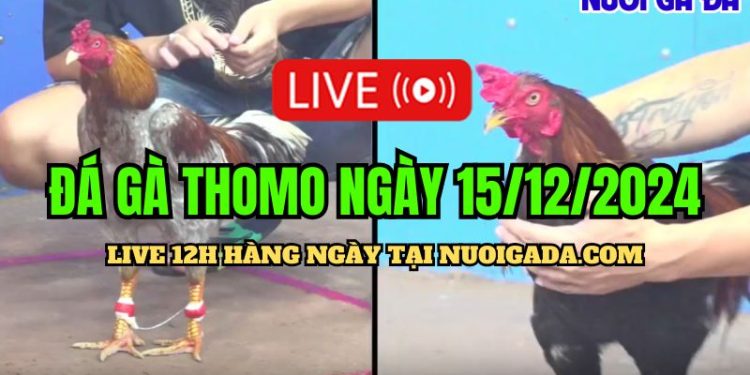 Live đá gà Thomo CPC3 đầy đủ và mới nhất 15/12/2024