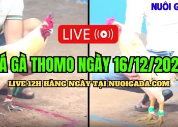 Đá gà Campuchia cực hay C3 hôm nay 16/12/2024