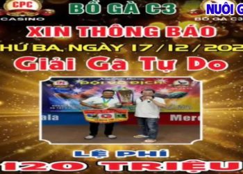 Full Giải Gà Tự Do Thomo CPC3 hấp dẫn hôm nay 17/12/2024