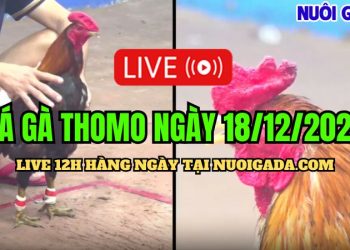 Live đá gà Campuchia C3 mới nhất và đặc sắc 18/12/2024