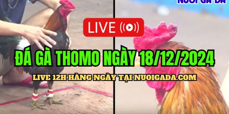 Live đá gà Campuchia C3 mới nhất và đặc sắc 18/12/2024