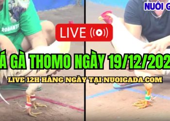 Trực tiếp đá gà Thomo CPC3 cực HOT 19/12/2024