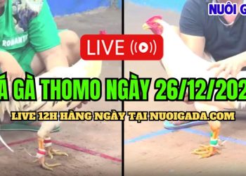 Trực tiếp đá gà Campuchia hấp dẫn nhất C3 26/12/2024