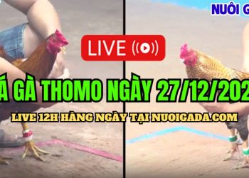 Đá gà Thomo hôm nay đầy đủ và hay nhất CPC3 27/12/2024