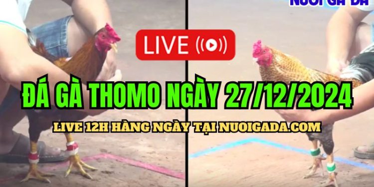 Đá gà Thomo hôm nay đầy đủ và hay nhất CPC3 27/12/2024