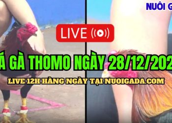 Live đá gà Campuchia đặc sắc nhất C3 hôm nay 28/12/2024