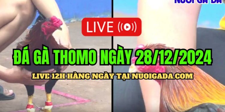 Live đá gà Campuchia đặc sắc nhất C3 hôm nay 28/12/2024