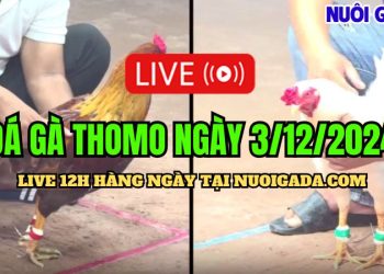 Live đá gà Thomo CPC3 mới nhất 3/12/2024