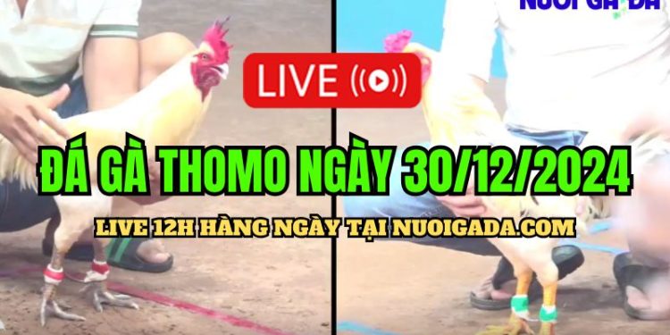 Trực tiếp đá gà Campuchia CPC3 mới nhất hôm nay 30/12/2024