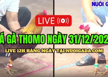 Đá gà Thomo cựa sắt cực hay nhất C3 hôm nay 31/12/2024
