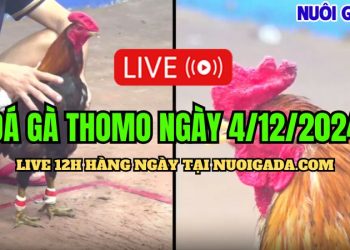 Đá gà trực tiếp Campuchia C3 đầy đủ hôm nay 4/12/2024