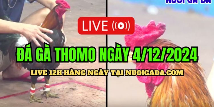 Đá gà trực tiếp Campuchia C3 đầy đủ hôm nay 4/12/2024