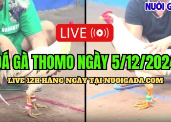 Tổng hợp đá gà Thomo cựa sắt CPC3 hấp dẫn nhất 5/12/2024