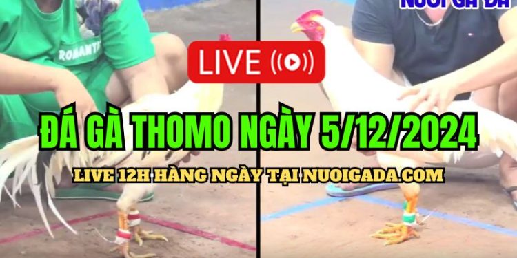 Tổng hợp đá gà Thomo cựa sắt CPC3 hấp dẫn nhất 5/12/2024