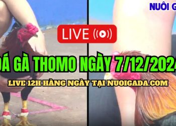 Đá gà trực tiếp Thomo CPC3 hôm nay hay nhất 7/12/2024