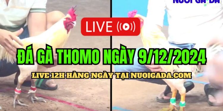 Trực tiếp đá gà Campuchia mới nhất CPC3 9/12/2024