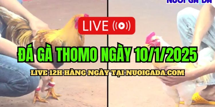 Đá Gà Campuchia C3 Mới Nhất Đặc Biệt Chất Lượng Cao 10/01/2025