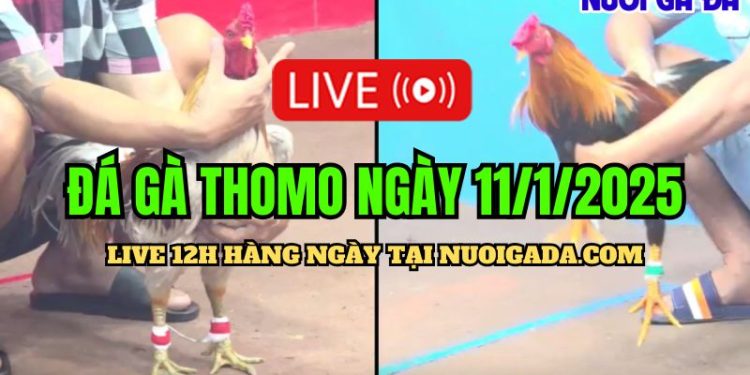 Trực Tiếp Đá Gà Thomo C3 Đặc Sắc Và Cực Hấp Dẫn Ngày 11/01/2025