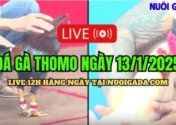 Đá Gà Thomo C3 Full Chất Lượng Cao Và Hấp Dẫn 13/01/2025