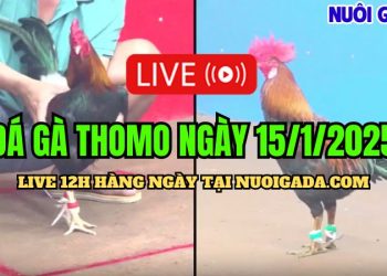 Đá Gà Thomo C3 Đặc Sắc Và Hấp Dẫn Nhất Ngày 15/01/2025