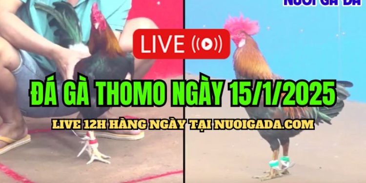 Đá Gà Thomo C3 Đặc Sắc Và Hấp Dẫn Nhất Ngày 15/01/2025