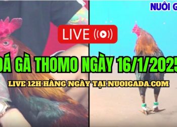 Trực Tiếp Đá Gà Campuchia C3 Chất Lượng Cao Và Mới Nhất 16/01/2025