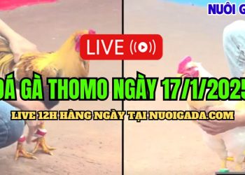 Đá Gà Thomo C3 Hấp Dẫn Và Đặc Biệt 17/01/2025