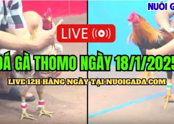 Trực Tiếp Đá Gà Campuchia C3 Mới Nhất Và Chất Lượng Hôm Nay 18/01/2025