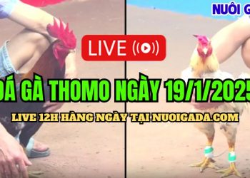 Live Đá Gà Thomo C3 Đặc Sắc Và Chất Lượng Cao 19/01/2025