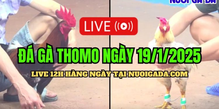 Live Đá Gà Thomo C3 Đặc Sắc Và Chất Lượng Cao 19/01/2025