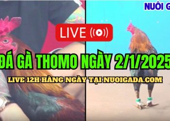 Đá Gà Campuchia C3 Mới Nhất Và Đặc Sắc Hôm Nay 02/01/2025