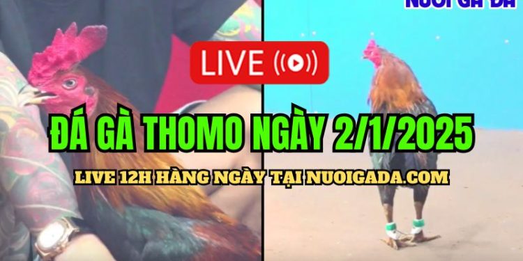 Đá Gà Campuchia C3 Mới Nhất Và Đặc Sắc Hôm Nay 02/01/2025