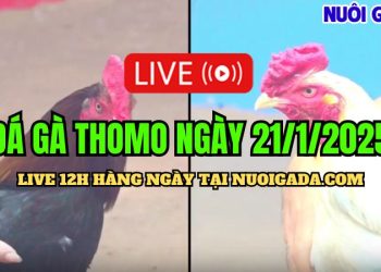 Trực Tiếp Đá Gà Thomo C3 Chất Lượng Và Đặc Sắc 21/01/2025