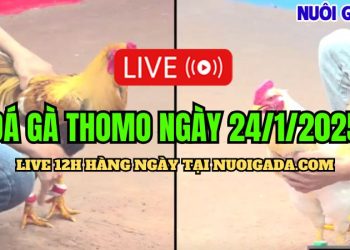 Đá Gà Campuchia C3 Mới Và Chất Lượng Cao Nhất 24/01/2025