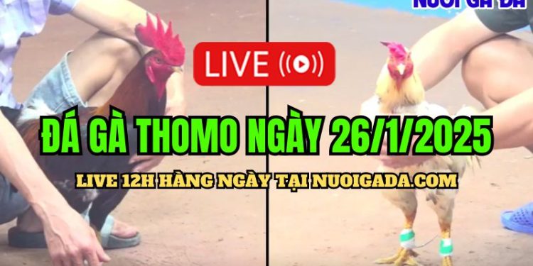 Live Đá Gà Campuchia C3 Chất Lượng Cao Và Đặc Sắc 26/01/2025