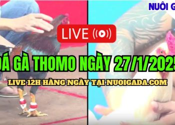 Đá Gà Thomo C3 Mới Nhất Và Hấp Dẫn Hôm Nay 27/01/2025